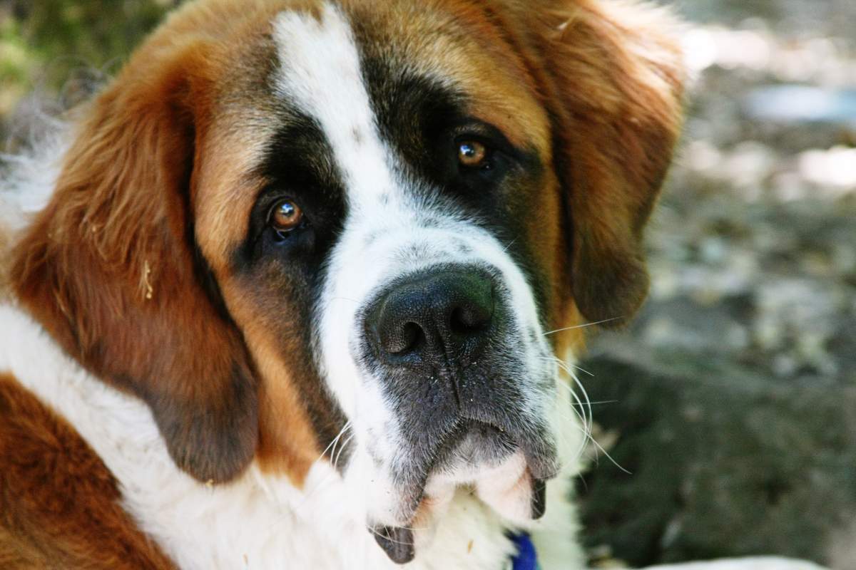 Saint Bernard : je vous donne des conseils pour que votre chien cesse de mordiller