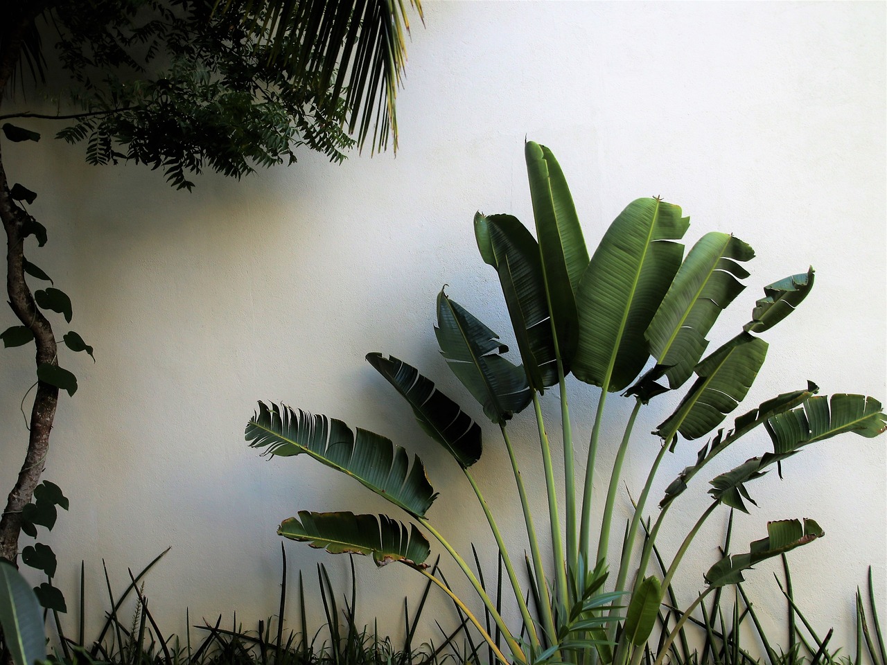 Planter au pied d'un palmier: Comment planter des plantes au pied d'un palmier pour un jardin tropical ?